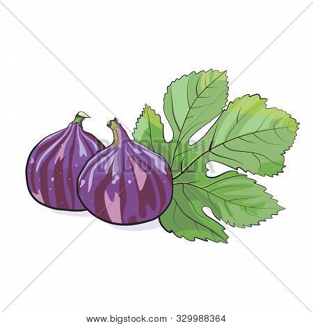 Two Figs With Green Leaf. Vector Illustration.