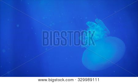 White Jellyfish Free-floating Scyphozoa In The Dark Blue Pacific Ocean. Jellyfish In Blue Water