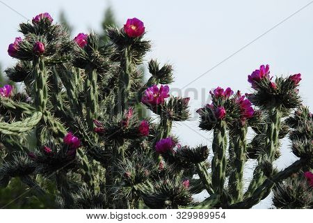 Cholla Cactus Flower, Yavapai County, Camp Verde, Arizona.