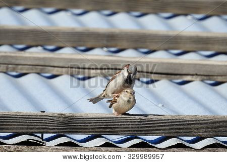 Sparrows, Male And Female Mating, Oatman, Mojave County, Arizona.