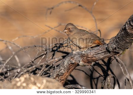 California Towhee Clings Tightly To Dried Branch Perch While Looking Out For Any Potential Danger In