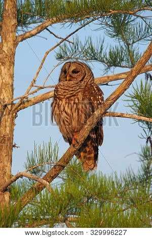 Barred Owl - Strix Varia - Perched On Branch Of Bald Cypress Tree In Everglades National Park, Flori