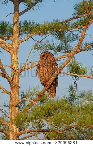 Barred Owl - Strix Varia - Perched On Branch Of Bald Cypress Tree In Everglades National Park, Flori