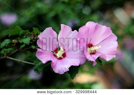 Pink Hibicus Flowers In Garden Under Sunshine