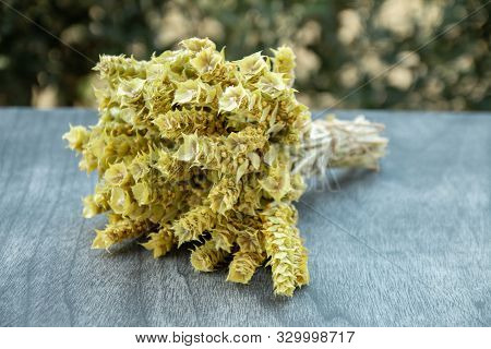 Bunch Of Mountain Tea Malotira On Table. Greek Traditional Herbal Tea. Greek Mountain Tea Sideritis.