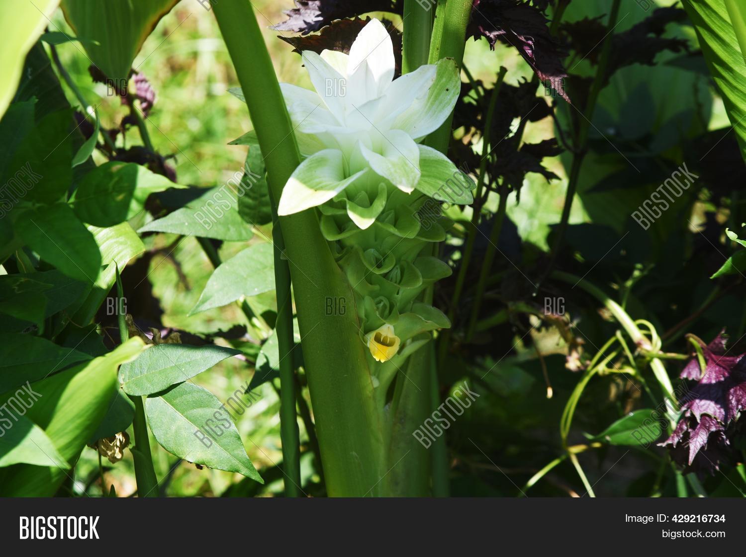 Turmeric Flowers. Image & Photo (Free Trial) Bigstock