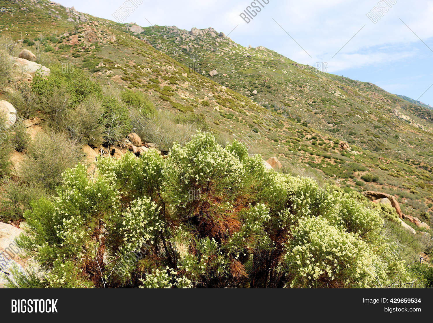 Chaparral Shrub Flower Image & Photo (Free Trial) Bigstock