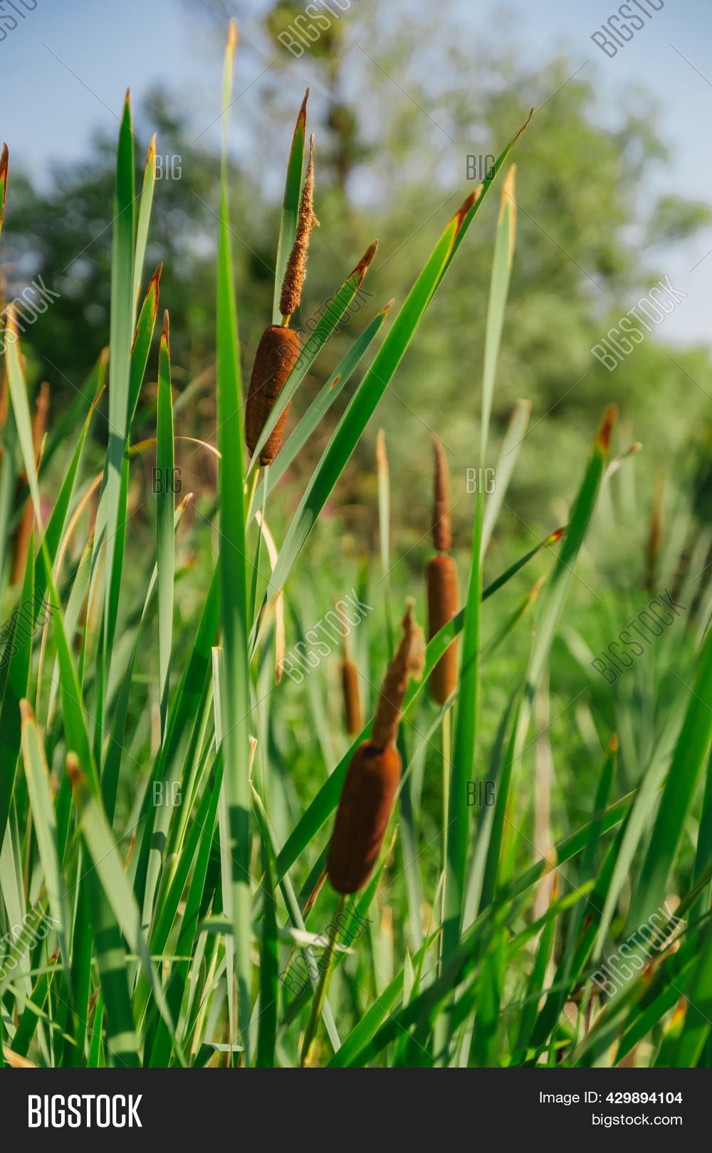 Close Picture Cattail Image & Photo (Free Trial) | Bigstock