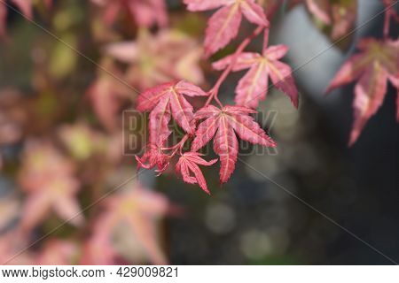 Japanese Maple Shin-deshojo - Latin Name - Acer Palmatum Shin-deshojo