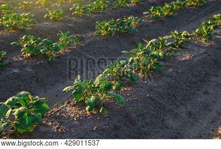 Rows Of Potato Plants On A Farm Field. Agribusiness Organic Farming. Vegetable Rows. Growing Food Fo