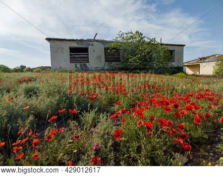 Spring Hiking In Georgia Kahetia Region In Nature Of Fields
