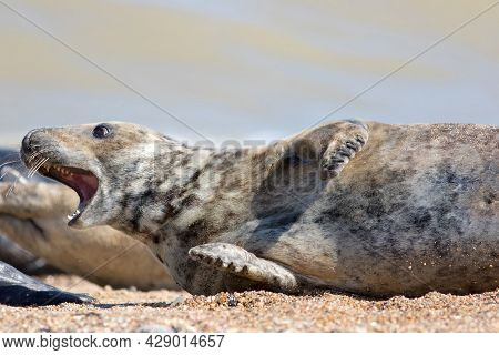 Crazy Animal. Startled Seal With Mouth Open, Jaw Dropped And Pointing. Wild Grey Seal From Horsey Uk