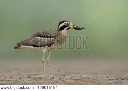 Great Stone-curlew Or Thick-knee (esacus Recurvirostris) Funny Grey Bird With Big Eyes And Large Bea