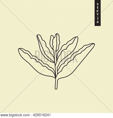 Stevia Vector Line Or Outline Drawing. Herbal Sweetener Sugar Substitute. Line Logo Illustration Of 