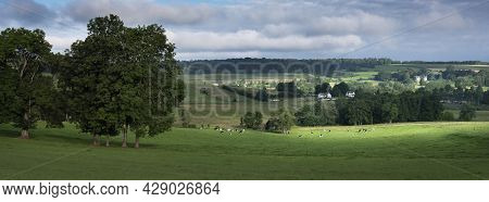 Green Grassy Meadows With Black And White Cows And Trees In French Ardennes Near Charleville In Nort