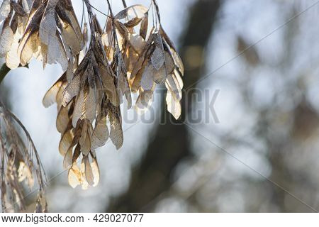 Acer, Seeds On A Branch. Acer Negundo. Hippocastanoideae, Family Aceraceae. American Maple Seeds On 