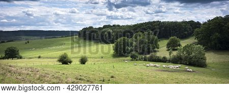 Cloudy Sky And White Cows In Green Grassy Meadows And Forest In French Ardennes Near Charleville In 