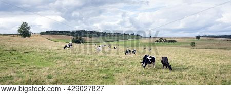 Cloudy Sky And Black And White Cows Near Treas In French Ardennes Near Charleville In France