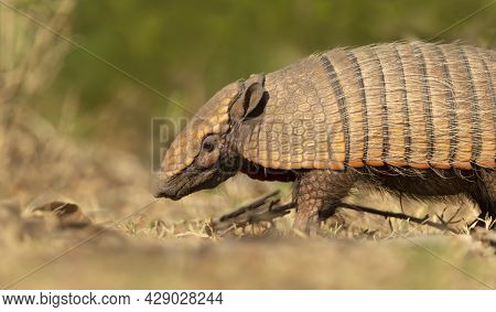 Close Up Of A Six-banded Armadillo (euphractus Sexcinctus) In South Pantanal, Brazil.