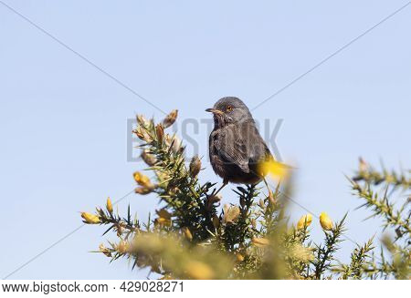 Close Up Of A Perching Dartford Warbler, Uk.