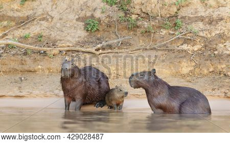 Family Of Capybaras On A River Bank, South Pantanal, Brazil.