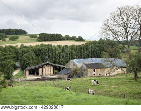 Cloudy Sky And Black And White Cows Near Old Farm In French Ardennes Near Charleville In France