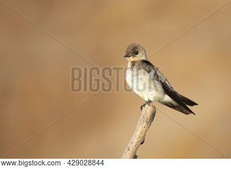 Close-up Of A Southern Rough-winged Swallow (stelgidopteryx Ruficollis) Perched On A Tree Branch, Pa