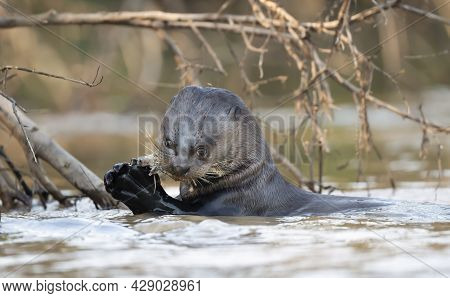 Close Up Of A Giant Otter Eating A Fish In A River, North Pantanal, Brazil.