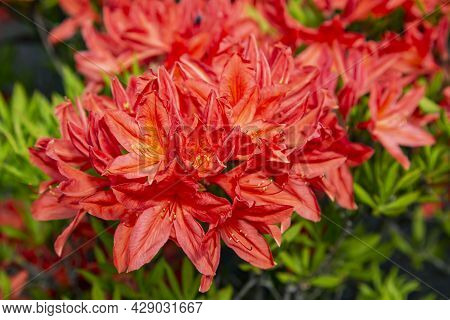 Lush Flowering Red Rhododendron Catawbiense Grandiflorum Bush On A Bright Spring Day