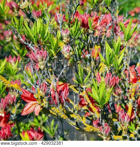 Lush Flowering Red Rhododendron Catawbiense Grandiflorum Bush On A Bright Spring Day