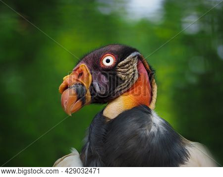 Detail Portrait King Vulture. Bird Of Prey. Vulture On Green Background.