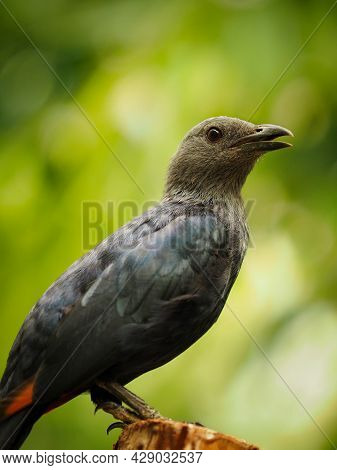 The Red-winged Starling On Green Background. Detail Of Bird.