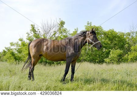 Beautiful Wild Brown Horse Stallion On Summer Flower Meadow