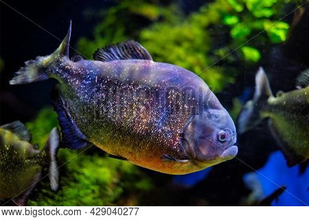 Red-bellied piranha (red piranha) Pygocentrus nattereri underwater