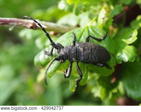 A Weaver Beetle On The Green Background.  Lamia Textor, Longhorn Beetle. Preservation Of Natural Div