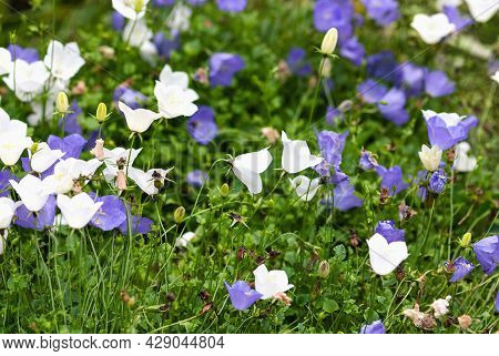Blue And White Carpathian Harebell Flowers In The Garden, Campanula Carpatica