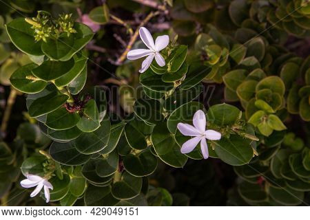 Carissa Macrocarpa. White Flowers And Green Leaves Background, Natal Plum Carisse, Shrub Native To S