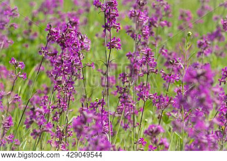 Beautiful Delicate Purple Flowers Of Viscaria Vulgaris Growing In The Meadow In The Summer Close-up.