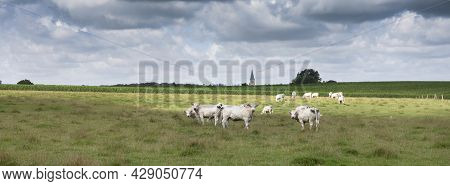 Panorama Picture Of Sky With Clouds And White Cows In Green Grassy Countryside Landscape Of Northern