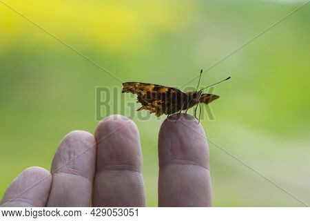 Polygonia C-album On The Arm. Orange Butterfly Polygonia Sits On A Palm. The Insect Sits On The Fing