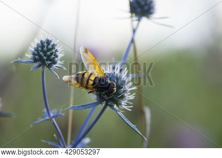 Syrphidae Collects Nectar From A Thorny Field Plant Close-up Back View. Big Striped Fly Perched On E