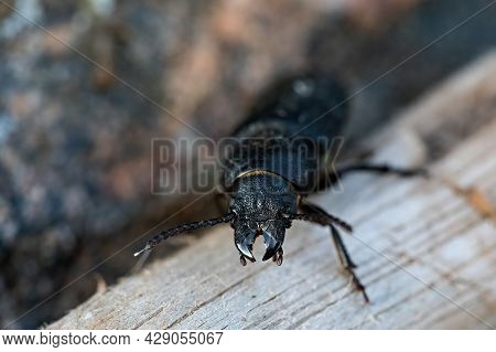 Spondylis Buprestoides Beetle, Closeup Portrait In The Wilderness