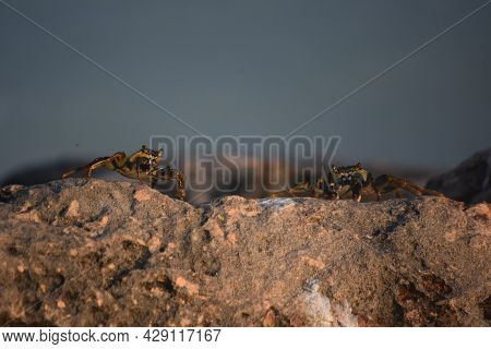 Two Soft Shelled Crabs Sitting On Top Of A Rock.
