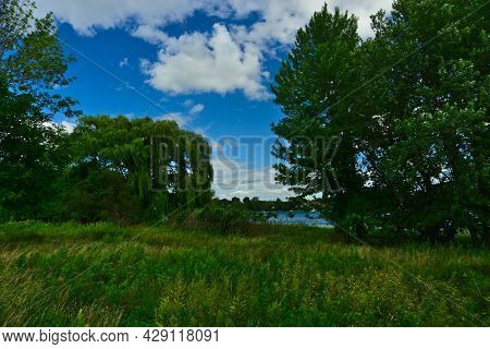 A Tree Of Long Thin Leaves With A Background Of Blue Sty And Clouds And River On An Island Of Bouche