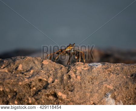 Red Rock With A Soft Shelled Crab Walking On It.