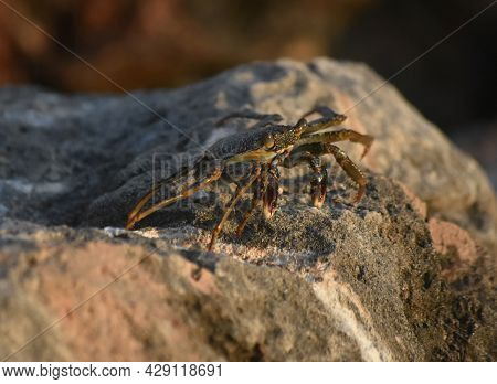 Great Looking Soft-shelled Crab On A Rock In Aruba.