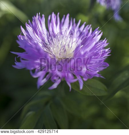 Bumblebee On Brown Knapweed (centaurea Jacea) Collecting Nectar And Pollen. Horisontal Frame