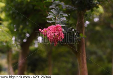 Crape Myrtle Flowers In Full Bloom. Lythraceae Deciduous Tree.