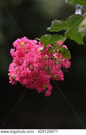 Crape Myrtle Flowers In Full Bloom. Lythraceae Deciduous Tree.