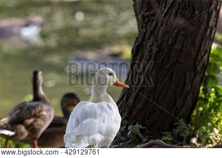 The Rare White Mallard Duck In The Flock Of Canada Geese And Mallard Ducks